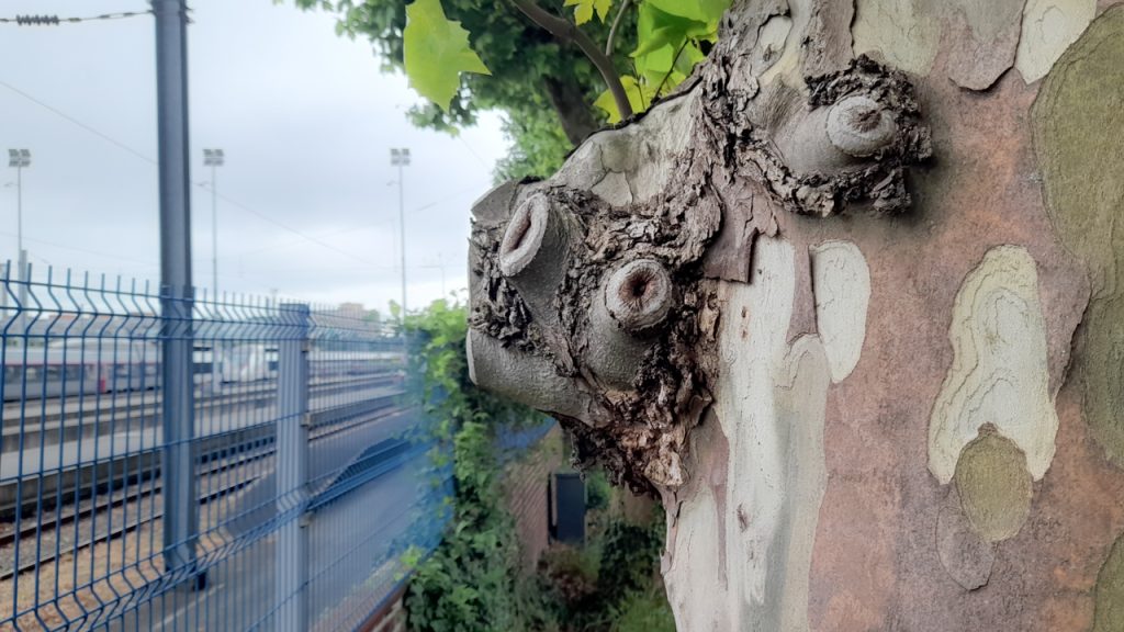 Platane de l'ancienne gare de Fives, au niveau du monument commémoratif
