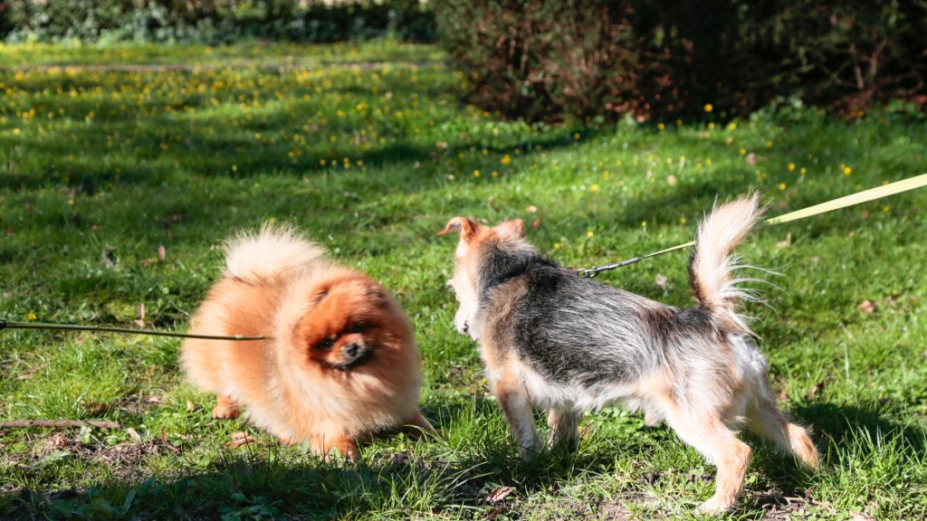 "Inouk flaire immédiatement les chiens amicaux" - Mars 2026 ©©Julien SYLVESTRE